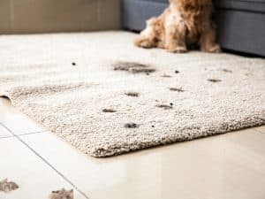 Mucky paw prints all over the rug highlight the importance of carpet cleaning, especially with pets.