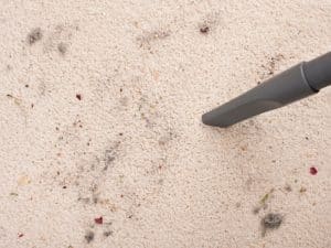 Close-up of vacuum nozzle cleaning carpet stairs covered in dirt and pet hair